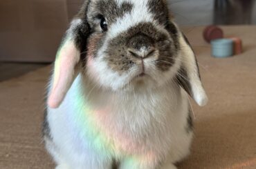 Waited for Miso to sit in the perfect spot 🤍🌈🐰