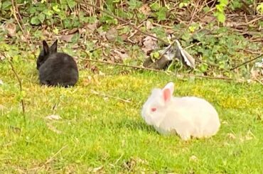Looking for a rabbit rescue in Seattle, WA area