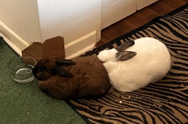 You let them watch human centipede one time