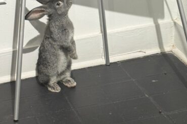 Flemish friend