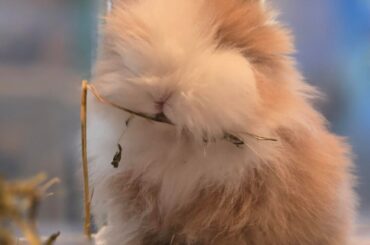 Introducing a new rabbit.