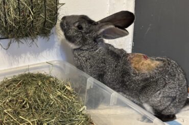 She’s the cutest little bunny ever.