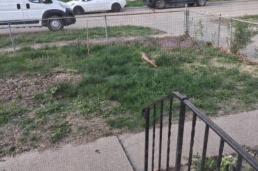 I have a flufflet nesting in my front yard, but that's where my dog potties, what do I do??