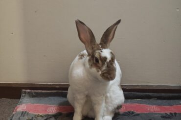 Shame him - he's lucky he's so cute