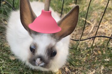 I forgot Snapchat filters worked on rabbits