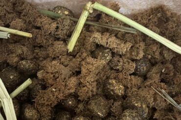 What is wrong with my bunnies poop