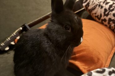 Rabbits know their names?
