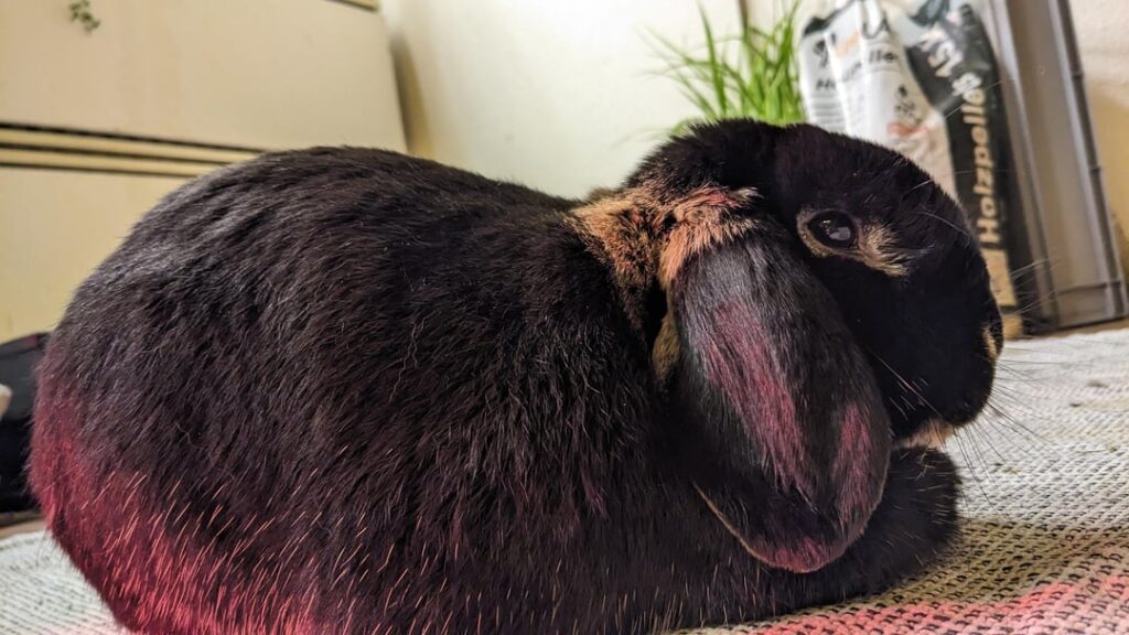 Dough rising unevenly?