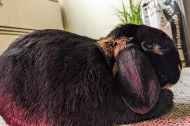 Dough rising unevenly?