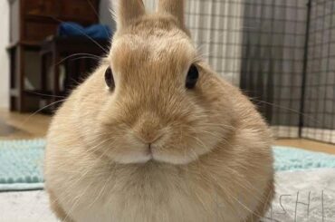 Such a pretty pon pon