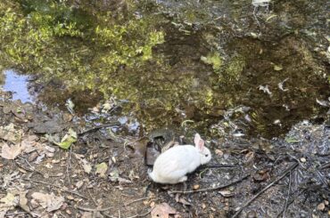 Someone dumped bunnies in Franklin Canyon, anyone able to catch/rescue them?