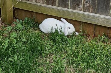 Rabbit breed