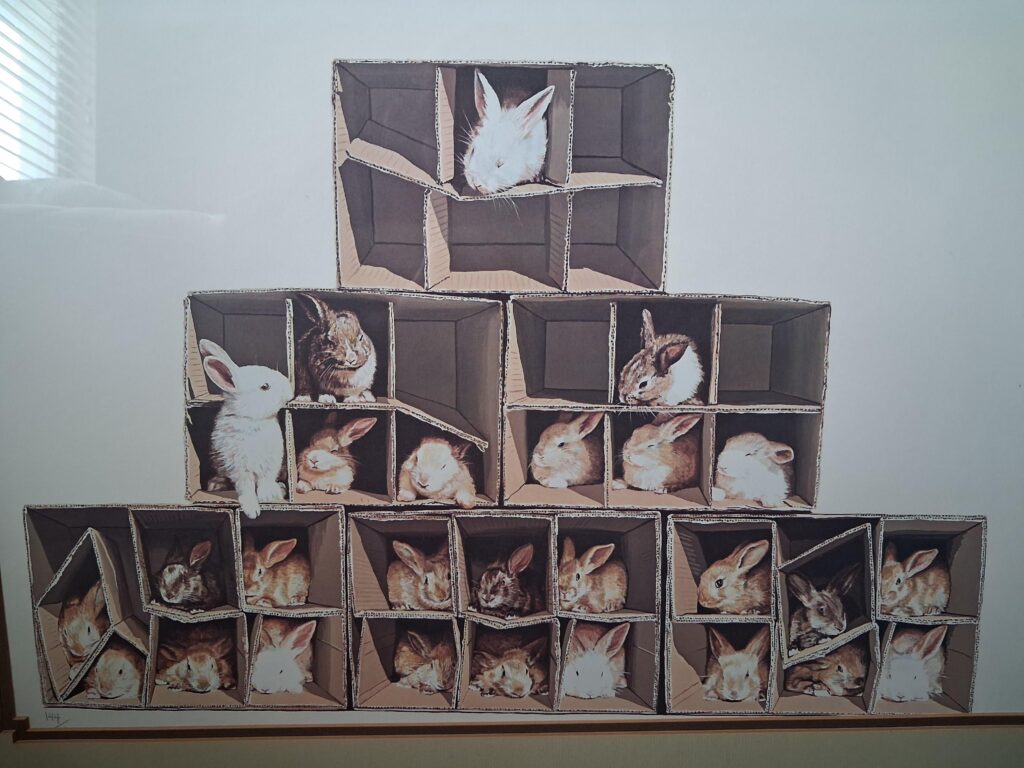 Which bunny are you?