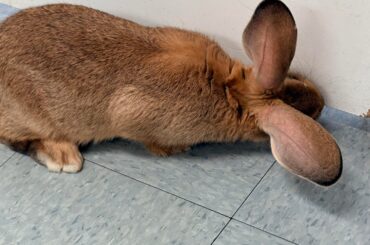 Archie went to the vet yesterday for his vaccine booster. He had to thoroughly inspect the room.