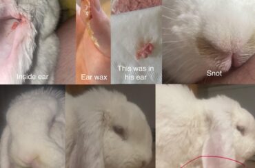 Rabbit extremely sick don't know what to do, can't get to rabbit savvy vet in time