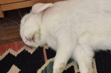 My one-year-old rabbit was neutered. He used to be well-behaved, but now he’s getting worse and worse… any tips on how to manage his behavior?