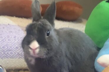 What Breed Is My Rabbit?
