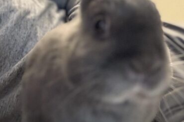 Any advice on what I can give my rabbit to make it eat