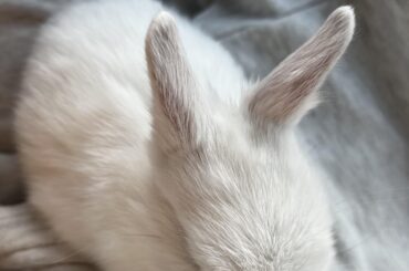 Welcome Petit, Fleur to our home🤍🐰