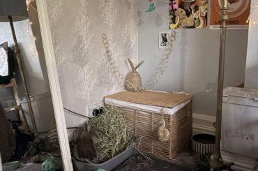 bunny stopped using litter tray?