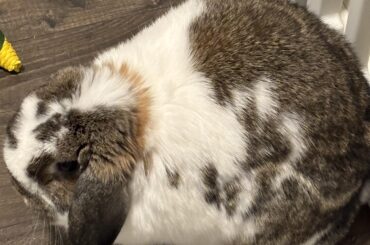 PLEASE HELP!! Spayed 3.5 yr old holland lop won’t stop peeing & pooping EVERYWHERE.