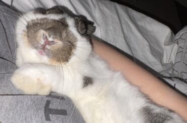 Sleepy baby Bunito.