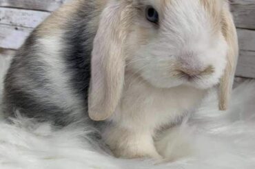 What name would you give it?