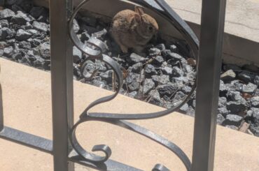 Rabbit Babies (Wild)