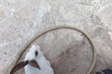 I love my bunny (Makdous)