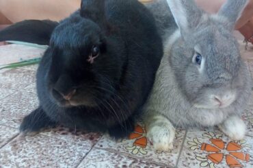 My babys, Sombra 🖤 & Ash 🩶