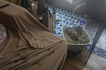 Can you tell their favorite spot to sleep?