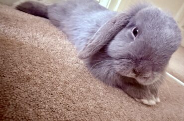 Bobbie just wanted to say good morning 🥰