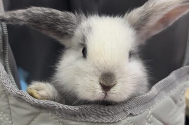 Rabbits are so smart