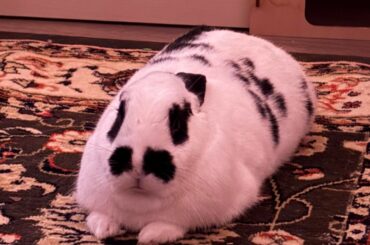 sometimes i doubt that this is actually a rabbit