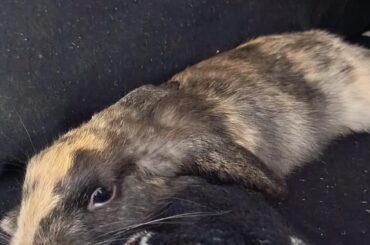 How can I distract my rabbit?