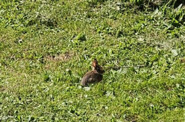 The lawn bunny seems to be a mom again, saw a baby by the shed
