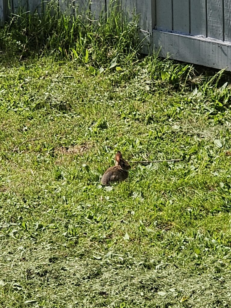 The lawn bunny seems to be a mom again, saw a baby by the shed