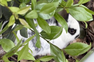 Saved an Easter bunny