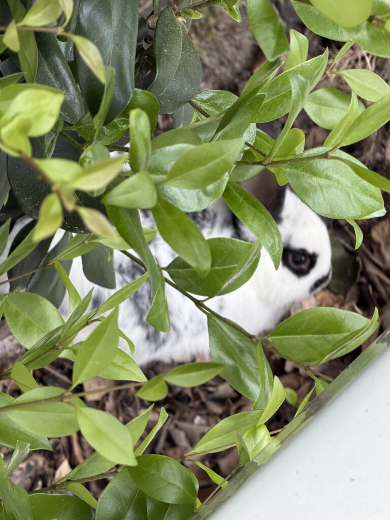 Saved an Easter bunny