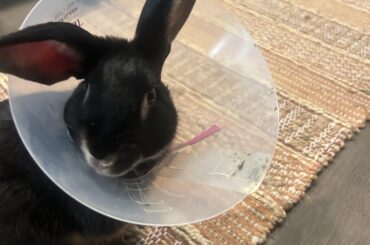 Is this normal after neutering?