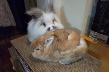 Once again, it's molting time