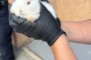 Baby bunny saved!