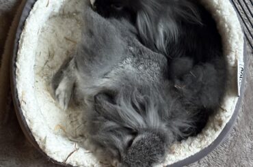 HELP At what point do I give up on bonding?