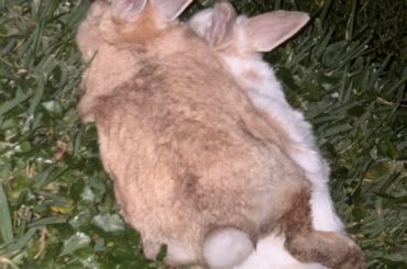 maple does not and will not care about aspens personal space. but it's okay because it's cute