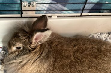 Binkie the bunny lion head 7 years old