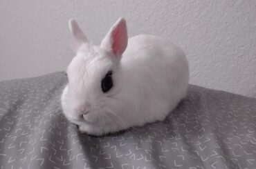 Today is Pete's 5th gotcha day! I cannot believe it's been that long!