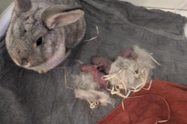 Apperantly one of our rabbits was a dude