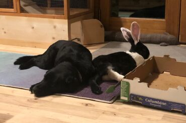 That's not a bunny, that's a BUNNY