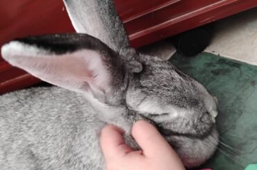 Tips for a new owner of an adult bunny?