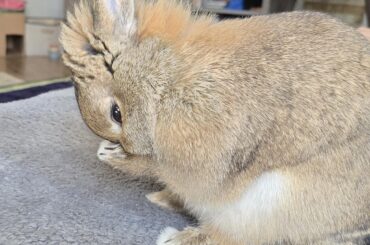 The cuteness!